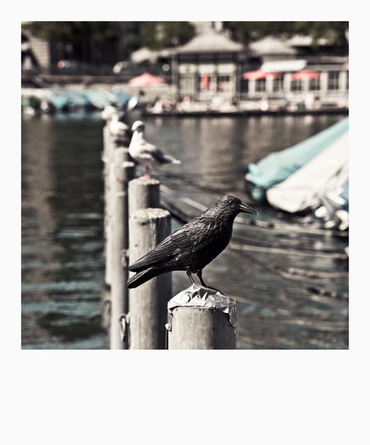 Plastic Bird - ID 012257