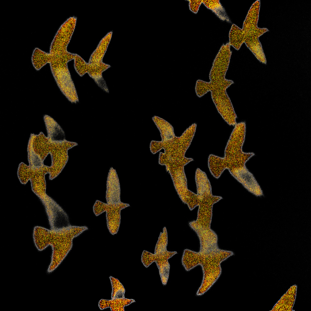 Doves on Black - ID 012372