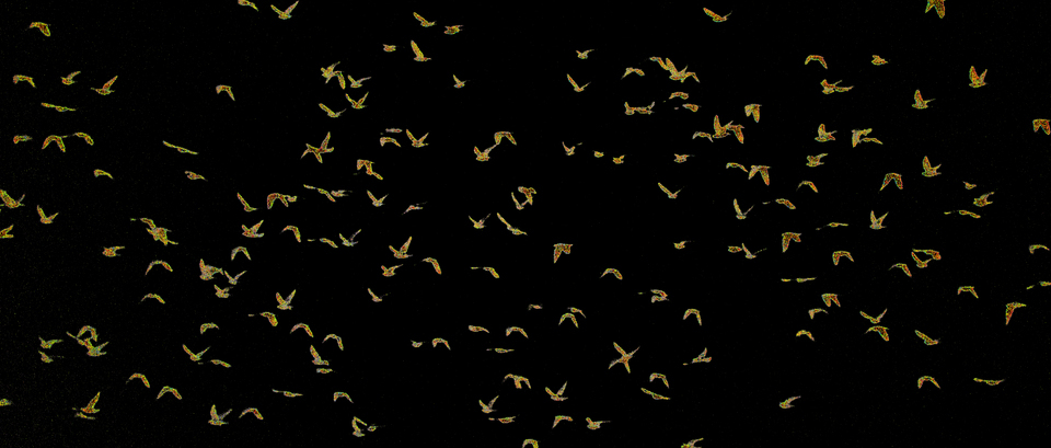 Birds on Black - ID 012381