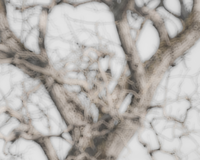 Unshap Tree - ID 012669