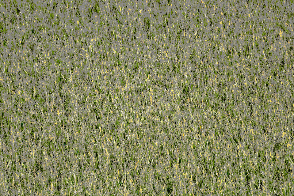 Field from Distance III - ID 012673