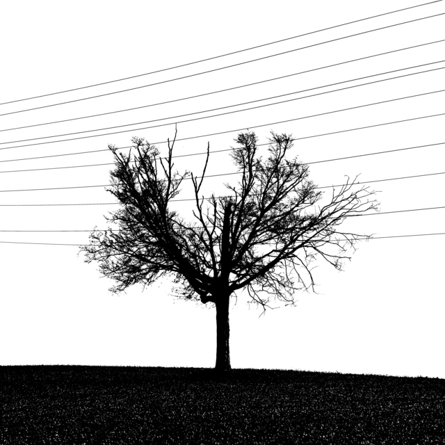 Tree in front of High-Voltage Line II - ID 012679