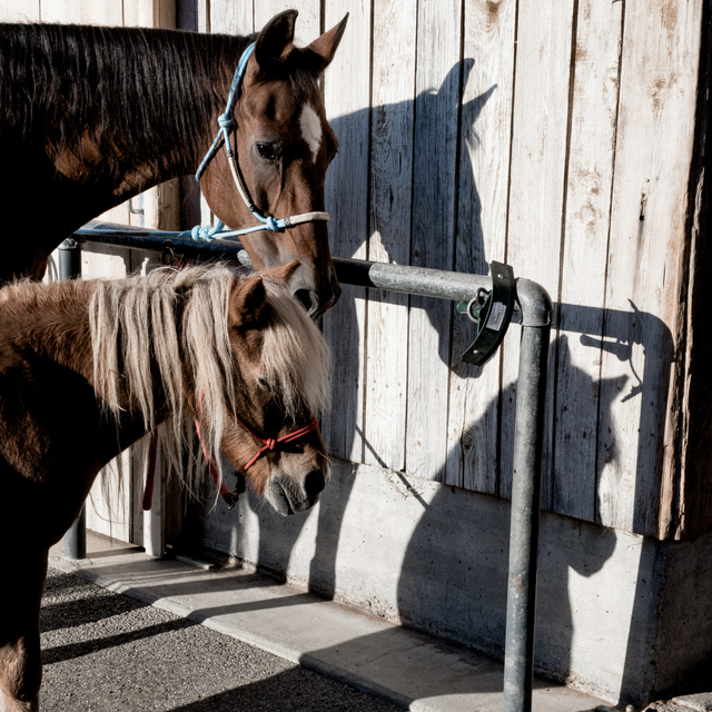 2x Two Friends II - ID 012684