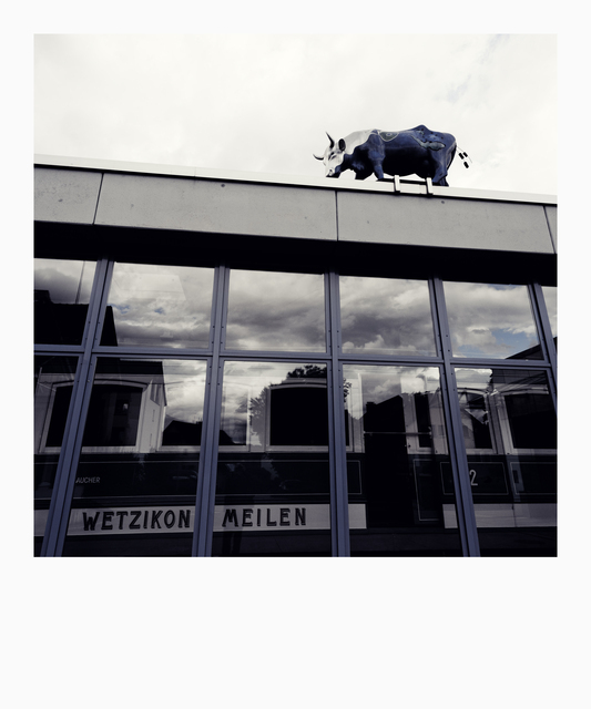 Cow on the Roof - ID 012694