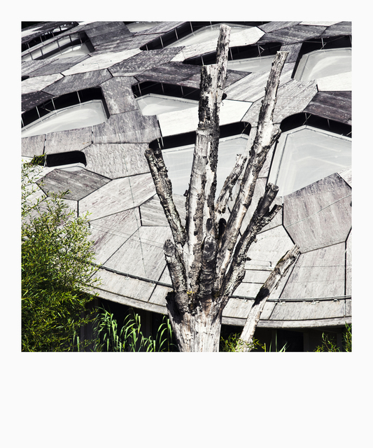 Elephant House - ID 012704