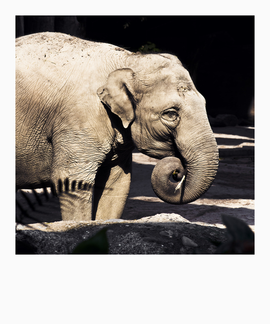 Elephant - ID 012705