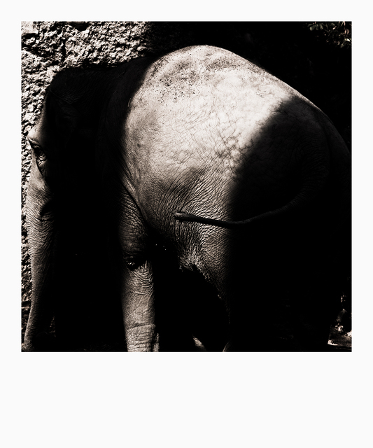 Elephant in Light - ID 012706