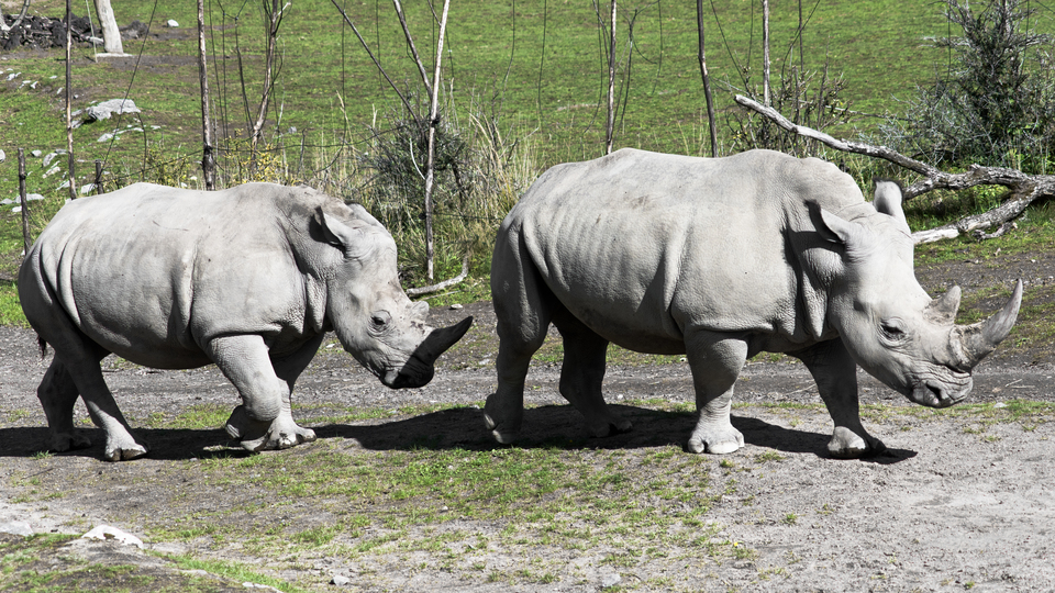 Rhinoceroses - ID 012708