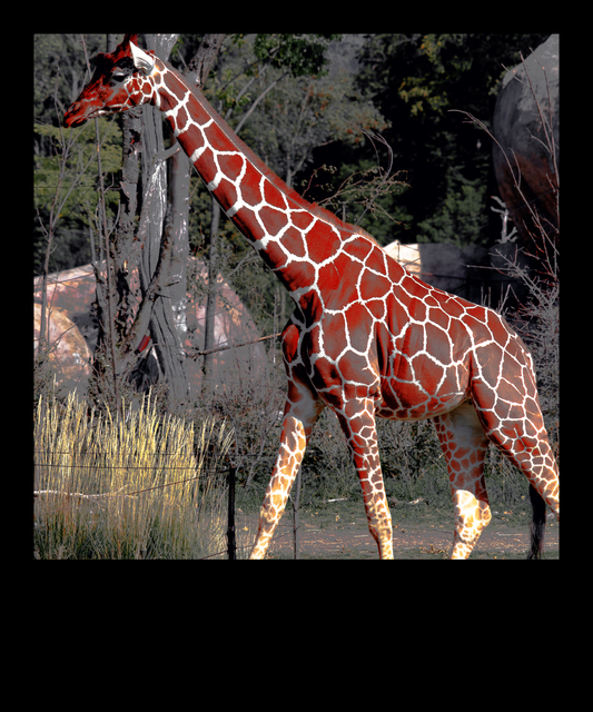Giraffe - ID 012710