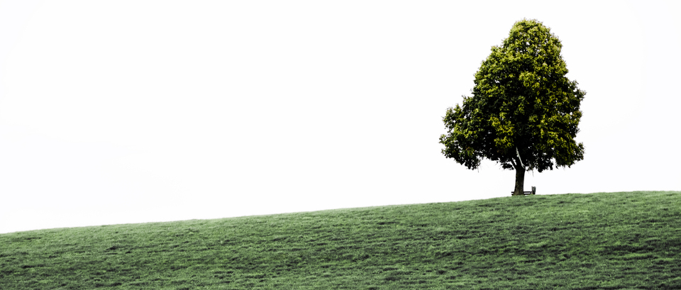 Lime on Hill - ID 012713