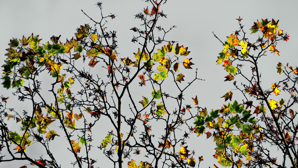 Colorful Tree II - ID 012723