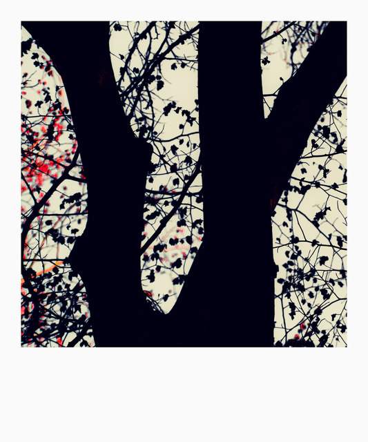 Dark Tree I - ID 012726