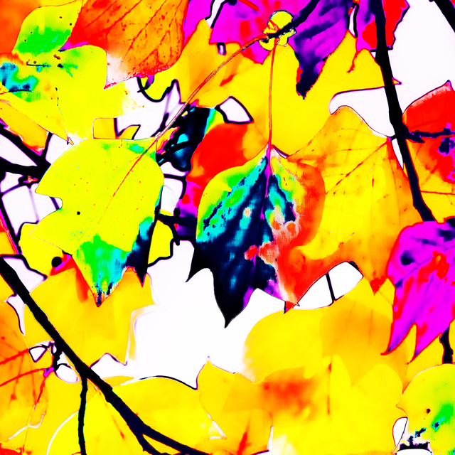 Colorful Tree VII - ID 012731