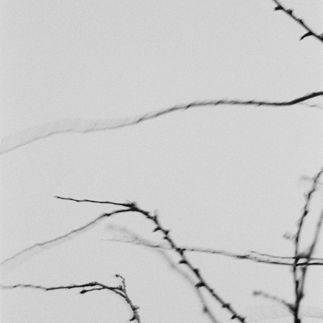 Branches in the Wind - ID 012803