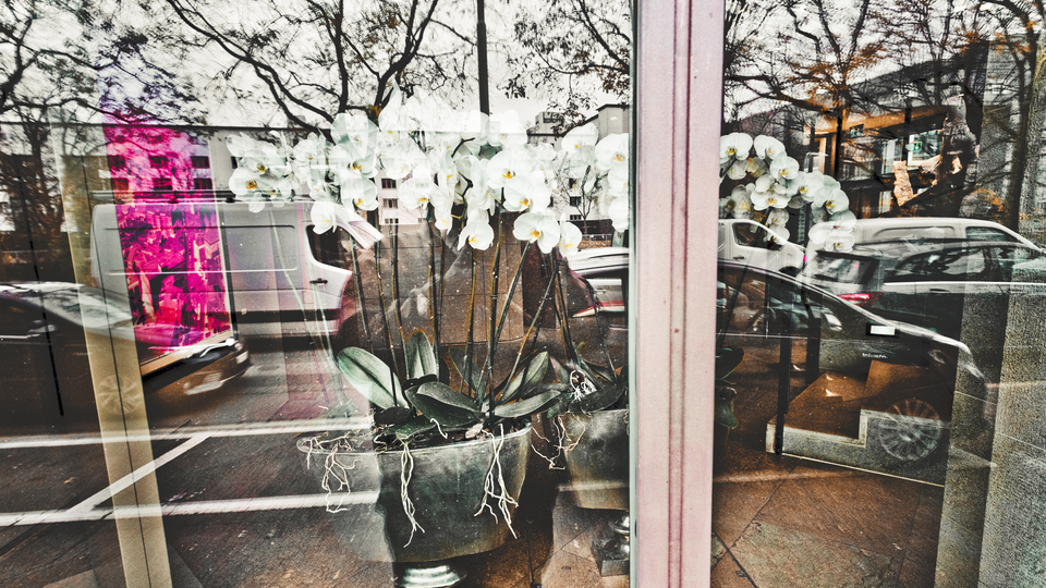 Orchidaceae in Shop - ID 012873