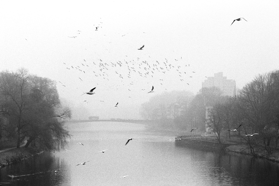 Danube Birds in Front and Back - ID 012934