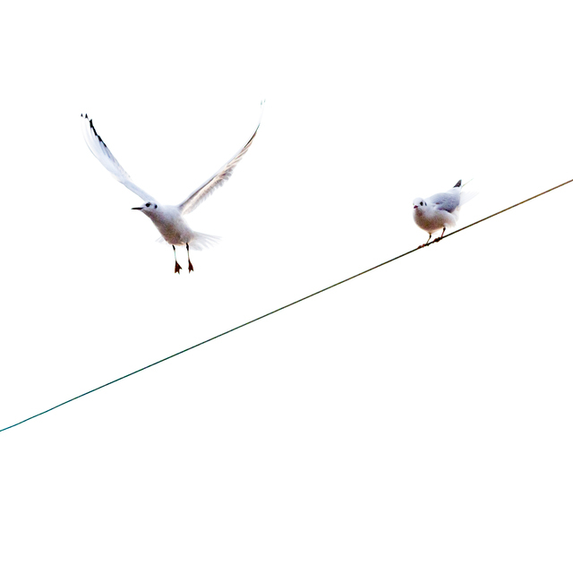 Wings and the Line - ID 012951