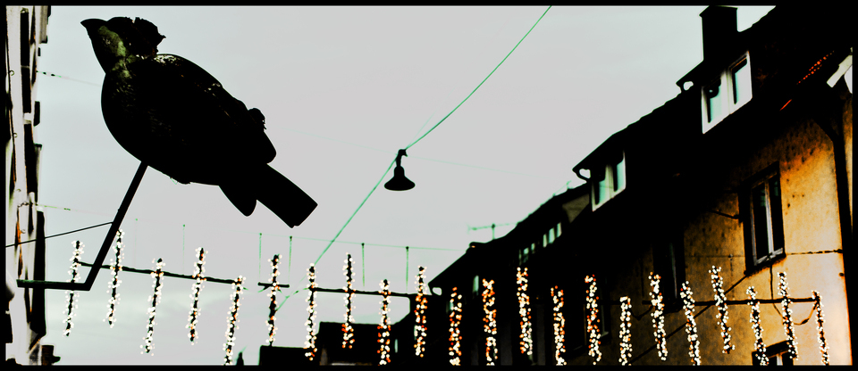 Sparrow before Xmas - ID 012979