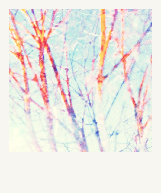 Brightness and Trees - ID 012999