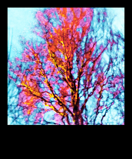 Tree at Night - ID 013001