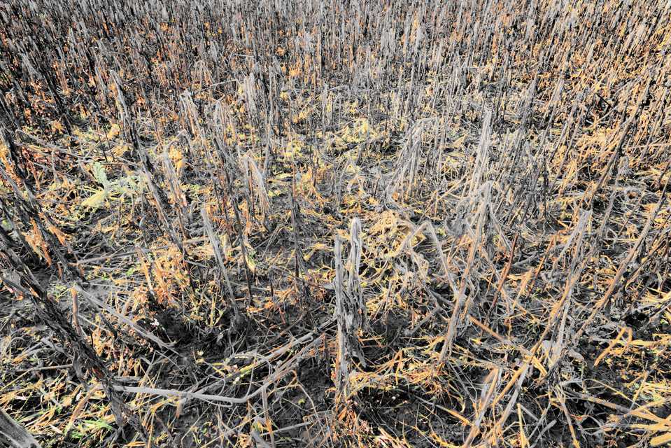 End of Sunflows I - ID 013003