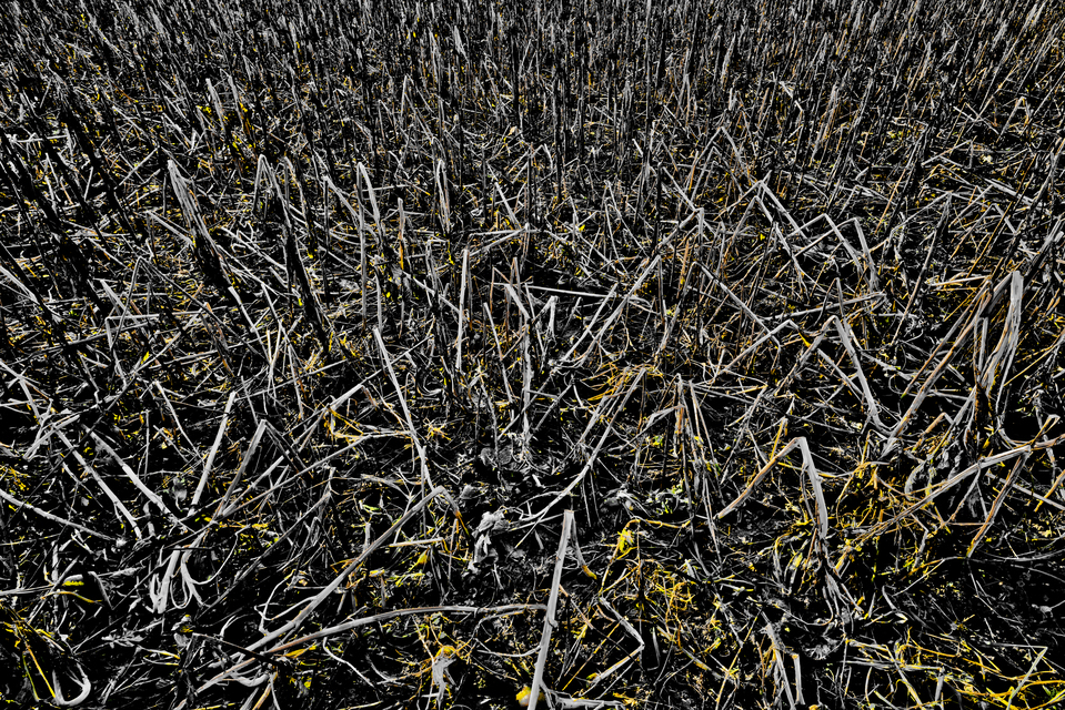 End of Sunflows II - ID 013004