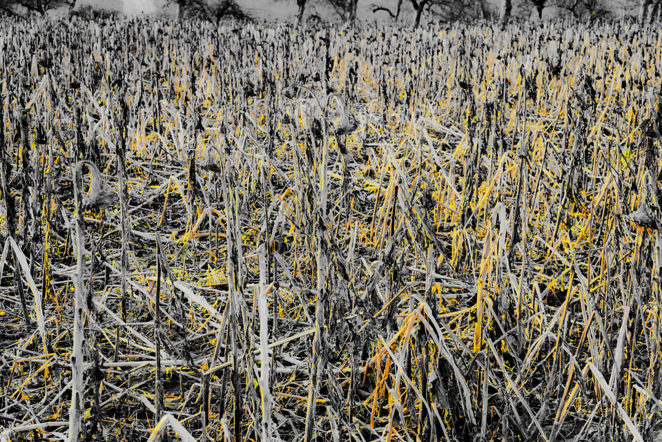 End of Sunflows VI - ID 013008