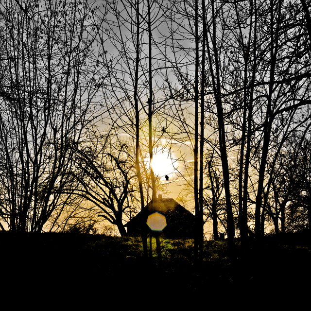 Sun House Trees II - ID 013011