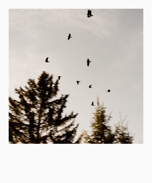 Birds Over Trees I - ID 013016