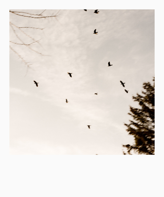 Birds Over Trees II - ID 013017