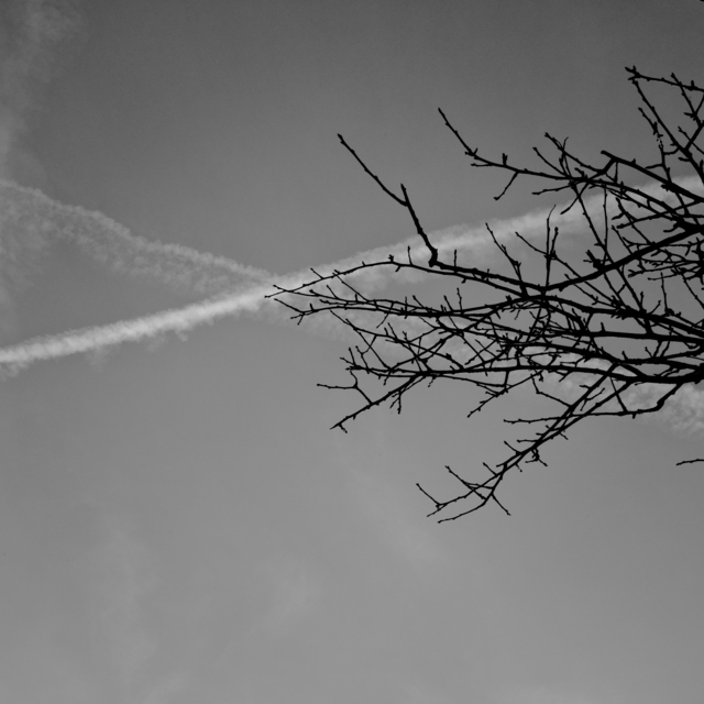 Contrails above Tree - ID 013048