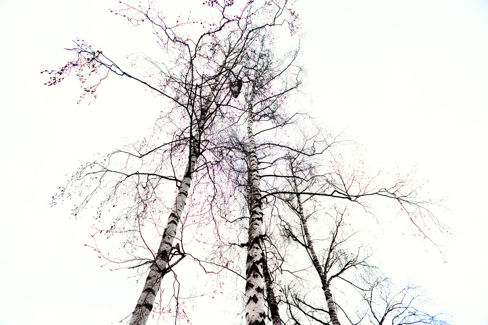 Shoe Tree II - ID 013089