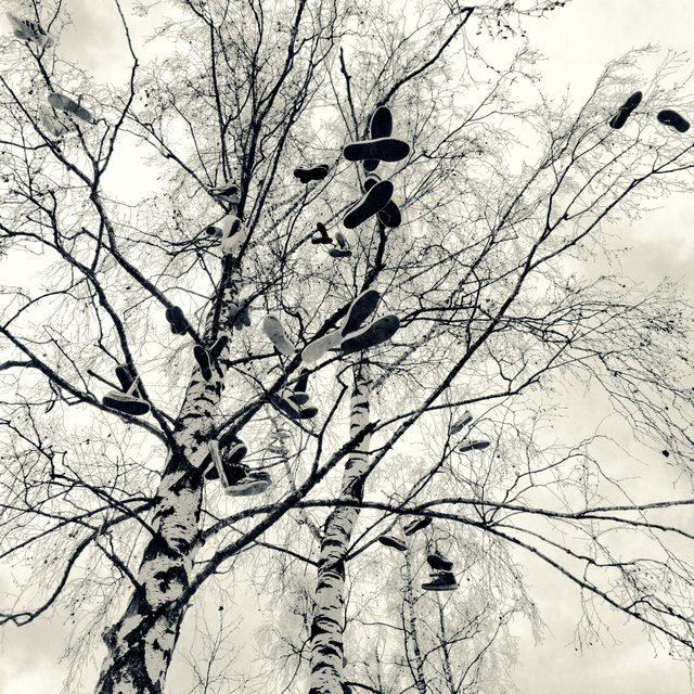 Shoe Tree IV - ID 013093