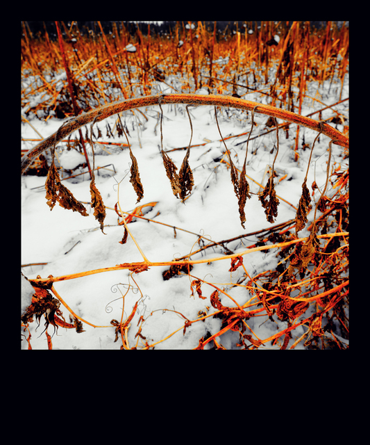 Winter Sunflower I - ID 013098