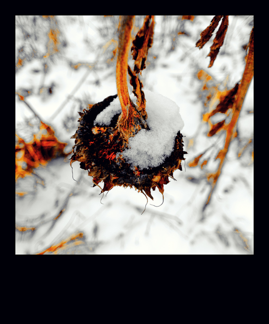 Winter Sunflower II - ID 013099