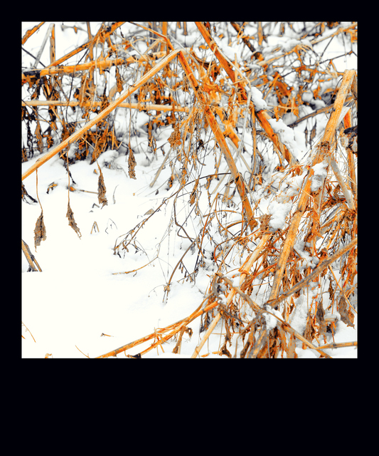 Winter Sunflower IV - ID 013101