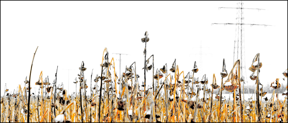 Winter Sunflower VII - ID 013104