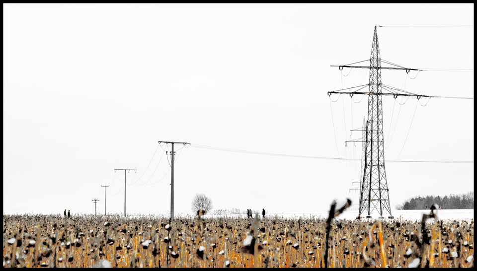 Winter Sunflower VIII - ID 013105