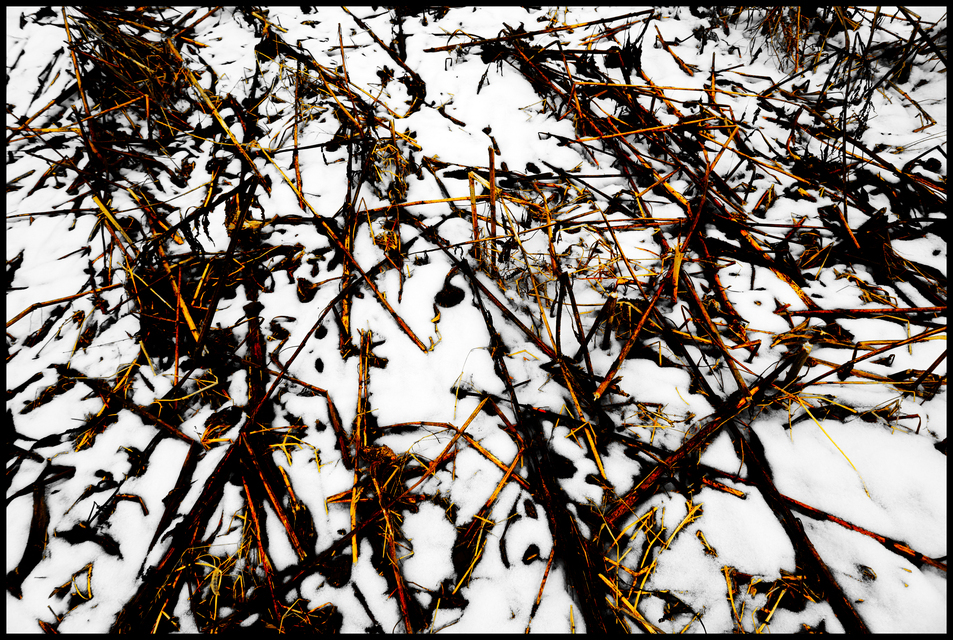 Winter Sunflower IX - ID 013128