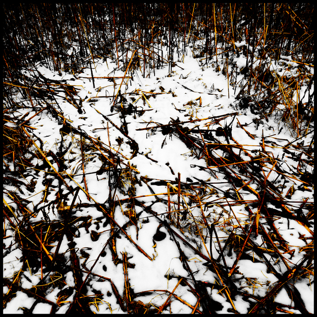 Winter Sunflower X - ID 013129