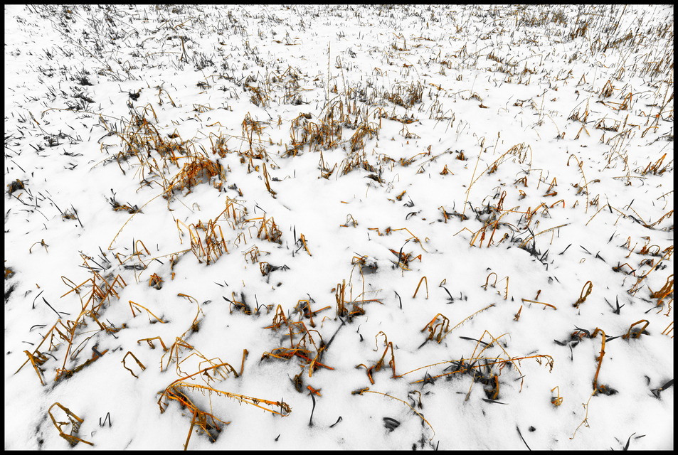 Winter Field - ID 013136