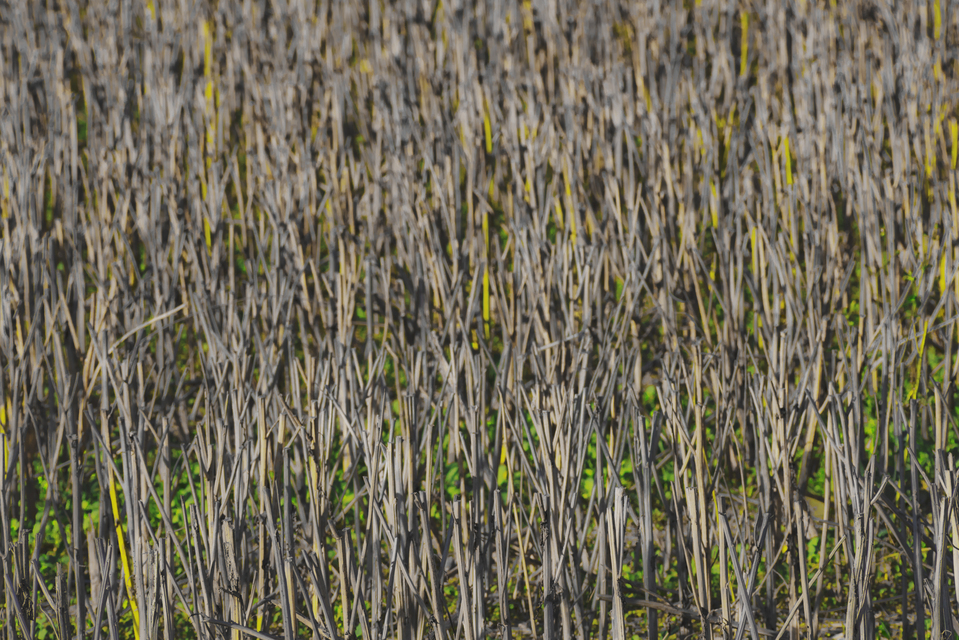Stubble Field I - ID 013138
