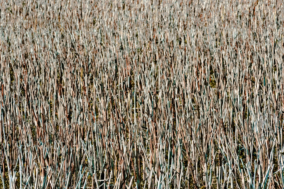 Stubble Field III - ID 013140