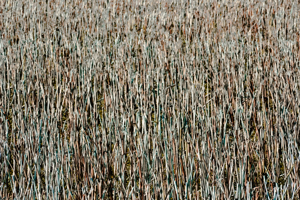 Stubble Field IV - ID 013141