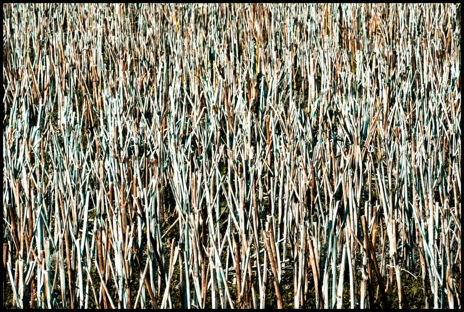 Stubble Field VI - ID 013143