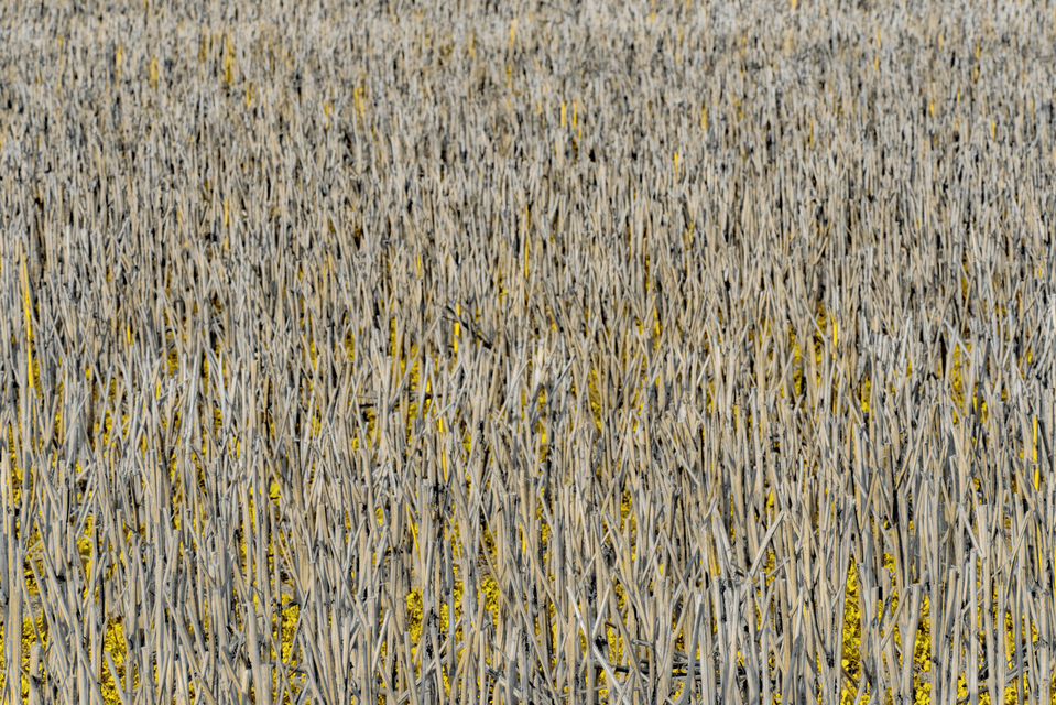 Stubble Field X - ID 013147