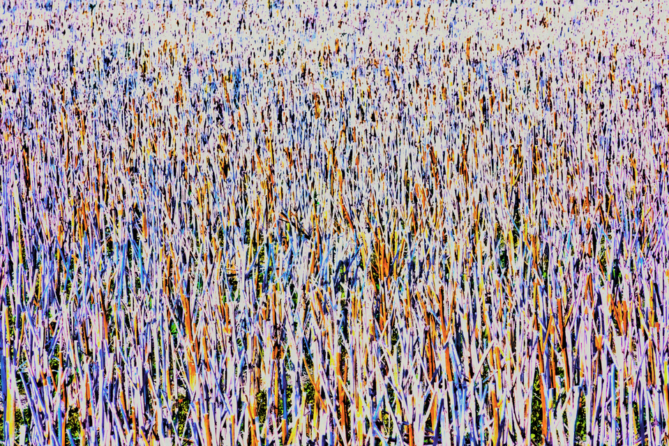 Stubble Field XI - ID 013148