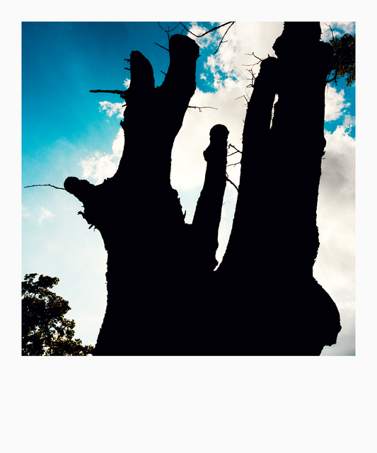 Cut Tree II - ID 013154