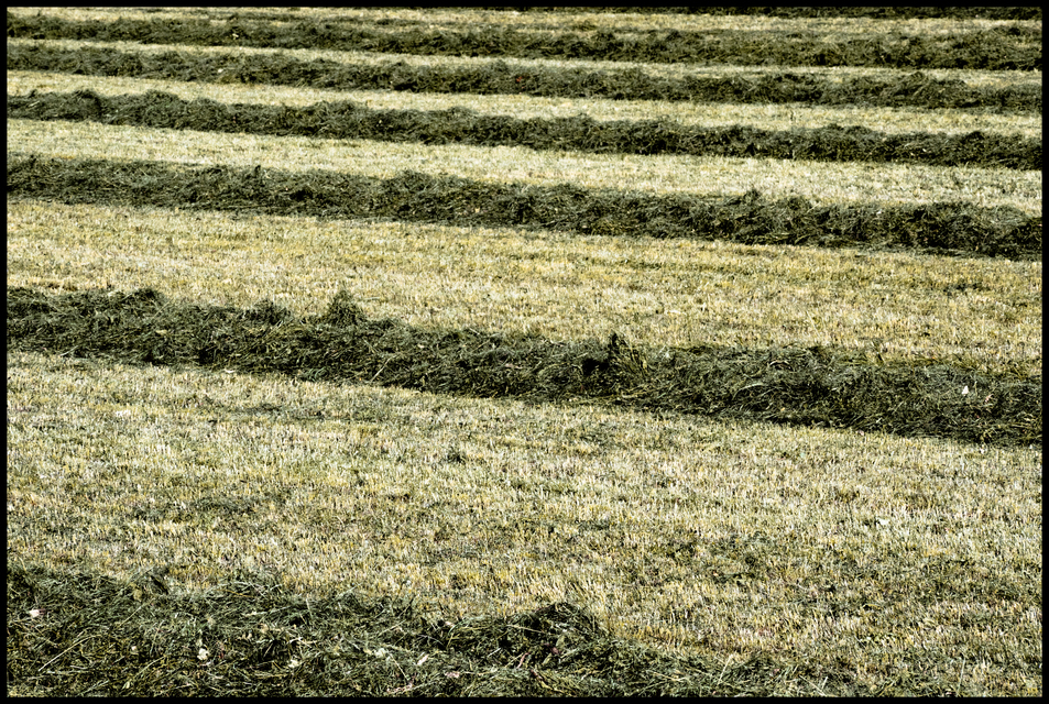 Cut Grass - ID 013164