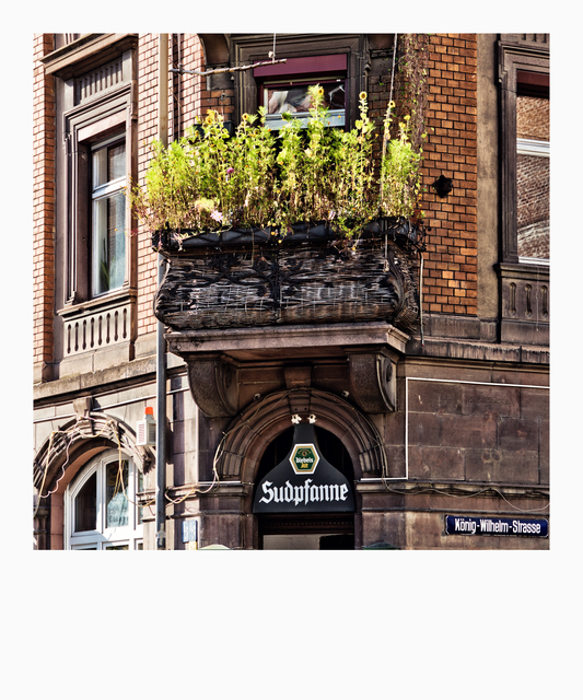 Sunflowers above Sudpfanne - ID 013167